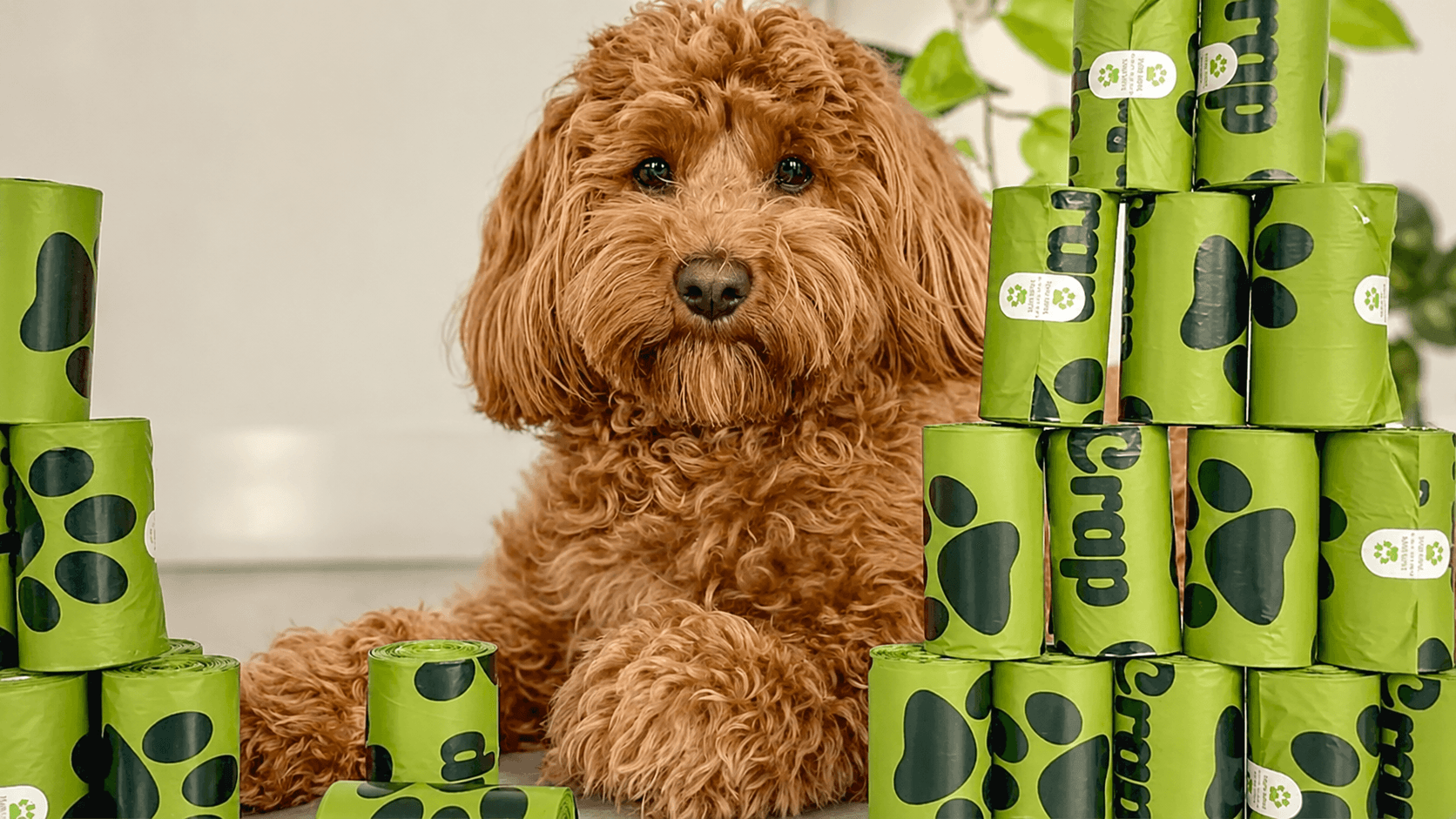 Supporting Sustainable Pet Products with Efficient Fulfillment for Oh Crap